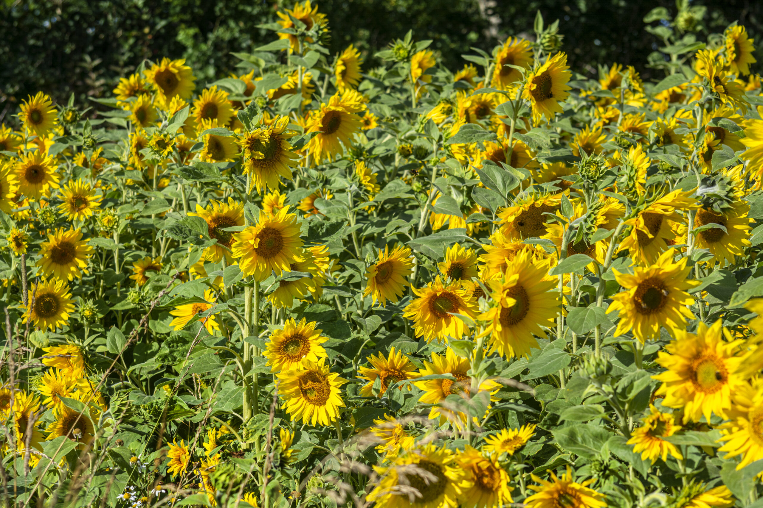Je bekijkt nu Zomeractiviteiten in Lokaal-O