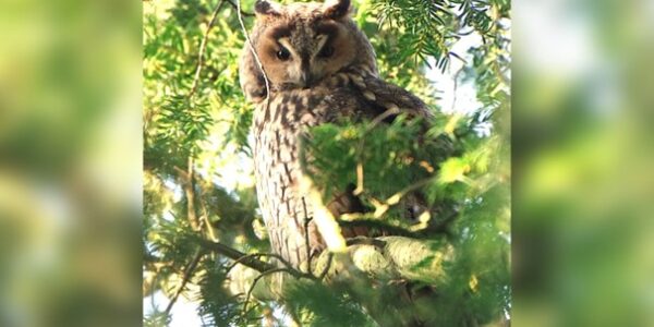 Film “Het vergeten leven van Nederland” op maandag 2 februari